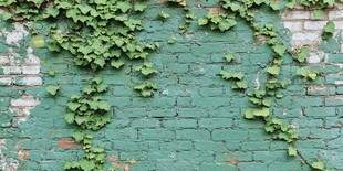 绿藤爬满斑驳的旧砖墙