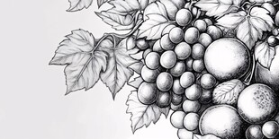 黑白手绘水果与叶子组合