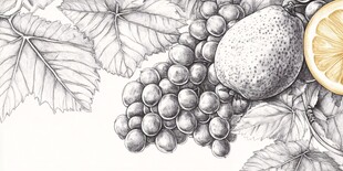 素描水果静物图