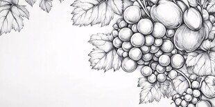 葡萄素描图 枝叶果实尽显