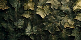 斑驳绿叶墙 自然氛围感