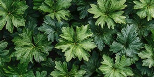 翠绿叶片的生机盎然画面