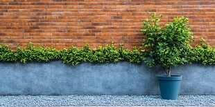 砖墙旁的绿植盆栽