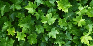 翠绿叶片组成的生机画面