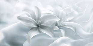 梦幻白花绽放