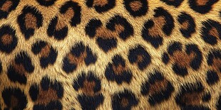 豹纹皮毛纹理特写