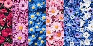 多彩花卉拼贴