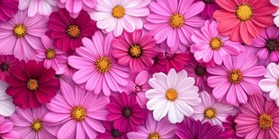 缤纷格桑花绽放美丽图景