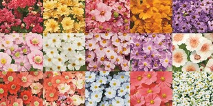 多彩花卉拼图展示缤纷世界