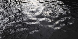 水面树影的黑白纹理之美