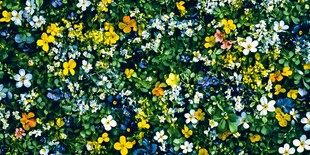 缤纷野花装点绿色草地