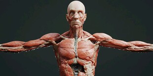 人体肌肉解剖模型展示