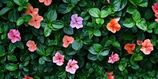 多彩花卉与绿叶的美丽交织