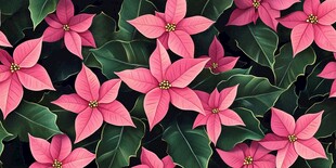 粉红一品红花卉繁茂景象