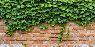爬满绿藤的红砖墙面