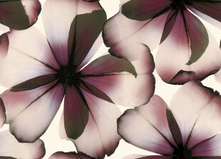 大牌紫花