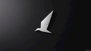 黑色背景上的白色飞鸟