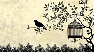 笼外飞鸟与古典鸟笼图景