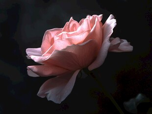 粉色玫瑰的优雅光影