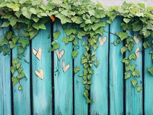 蓝绿木栅栏上的爱心藤蔓