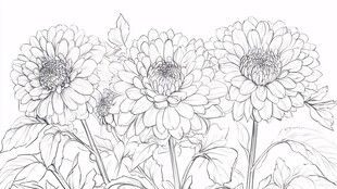 三朵菊花线描花卉图