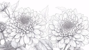 菊花线稿插画