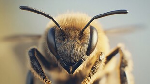 蜜蜂特写 毛茸茸的勤劳使者