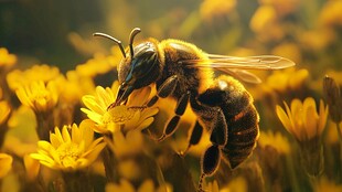 蜜蜂花间采蜜唯美瞬间