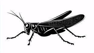 黑白蝗虫插画