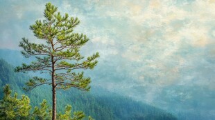 孤松傲立山间云雾中