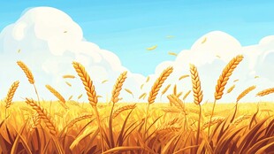 金色麦田 蓝天白云美景