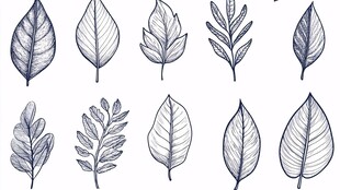 手绘多样叶片图案集合