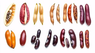 多样豆类展示