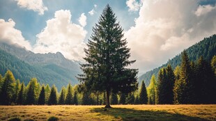 山间孤松 广袤绿野之景