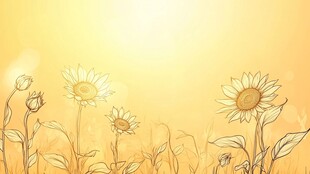 金色阳光下的向日葵花田