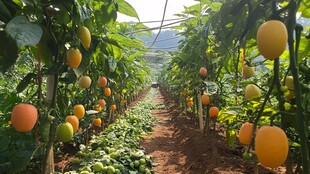 瓜类种植园 果实累累景象