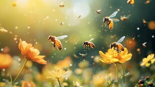 蜜蜂在花丛中忙碌采蜜