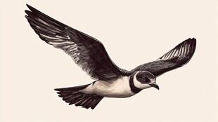 飞翔的黑白小鸟