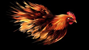 飞翔的绚丽公鸡