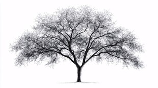 孤独树木 黑白简约风景图