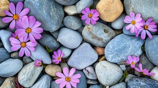 石间紫花绽放的自然之美