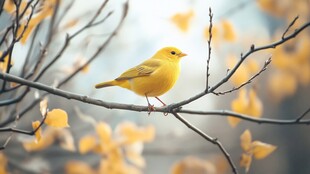 枝头黄鸟赏秋景