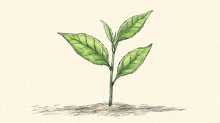 手绘嫩绿幼苗插画