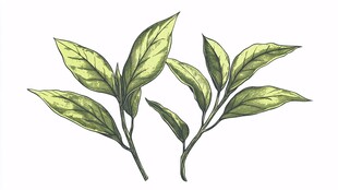 手绘嫩绿茶叶枝叶图