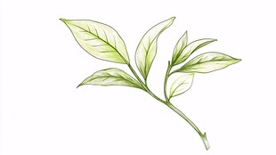 手绘清新嫩绿植物枝叶