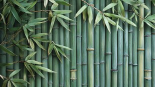 翠绿竹林 清新自然之景