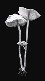 黑白三株蘑菇特写