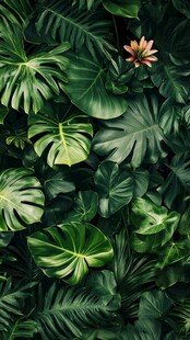 绿叶丛中一朵娇艳花卉