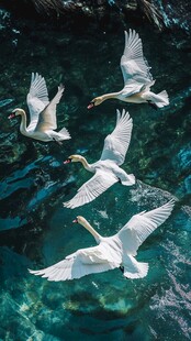 天鹅于碧水中优雅翱翔