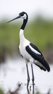 黑白长嘴鹤立于浅滩